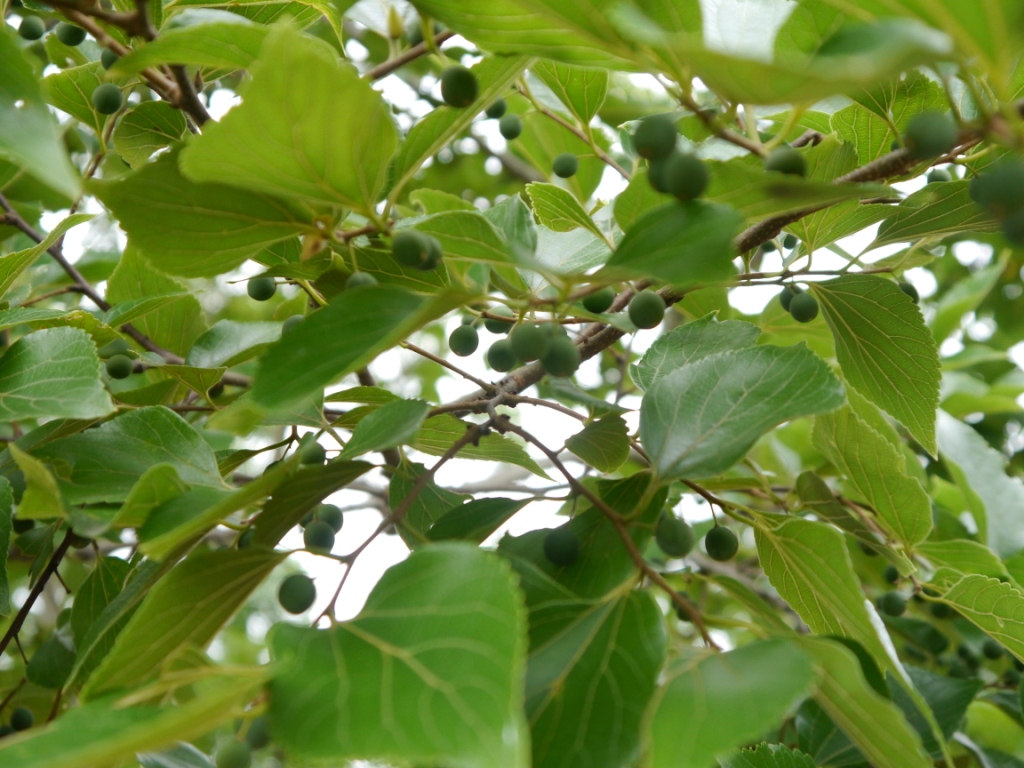 【散歩・草花記】エノキ（榎）/五輪ニュースの影に | ワルディーの京都案内 - 楽天ブログ