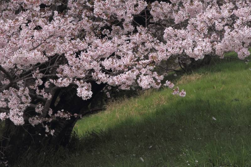 一本桜_006.jpg
