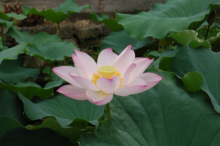 s-DSC_0940.jpg