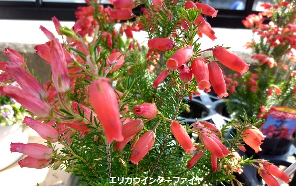 P1030074-001.JPG