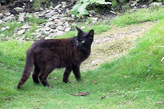我が家のニャンコ♪2016/06/24-03