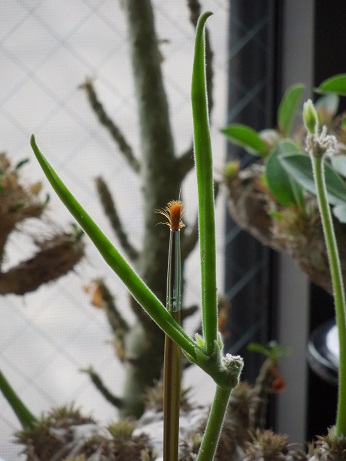 えびす笑い種5-3