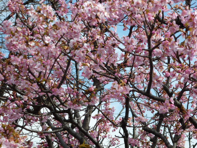 982 河津桜
