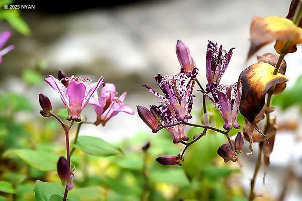 ホトトギス（杜鵑草、ユリ科）