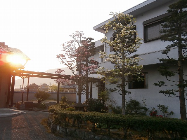 庭の花-2