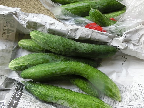 キュウリ