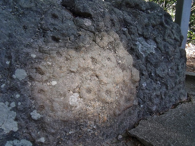 球状花崗岩　猿投菊石