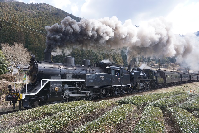 大井川鐵道 元 南海電車 丸普 & C10 8トラ塗り3