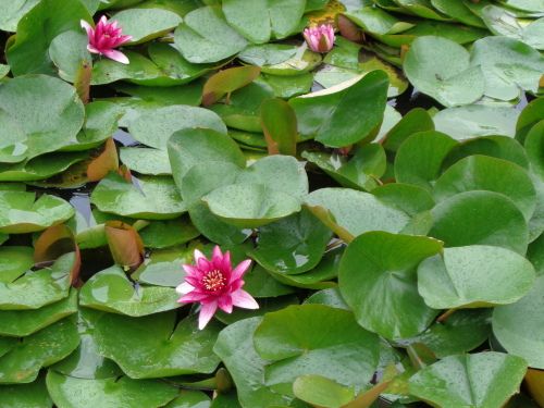 諏訪湖の睡蓮 湿地の蓮の花がきれいです 画像付 諏訪湖のほとり 山岡弘道ノート 楽天ブログ