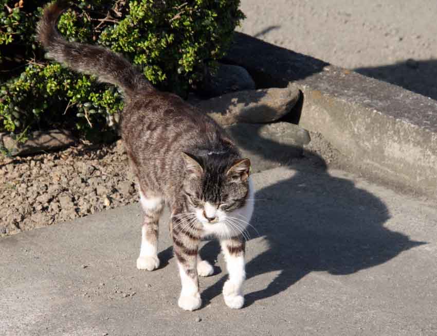 我が家のニャンコ♪2013/5/13-2