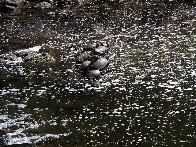P4080086.jpg