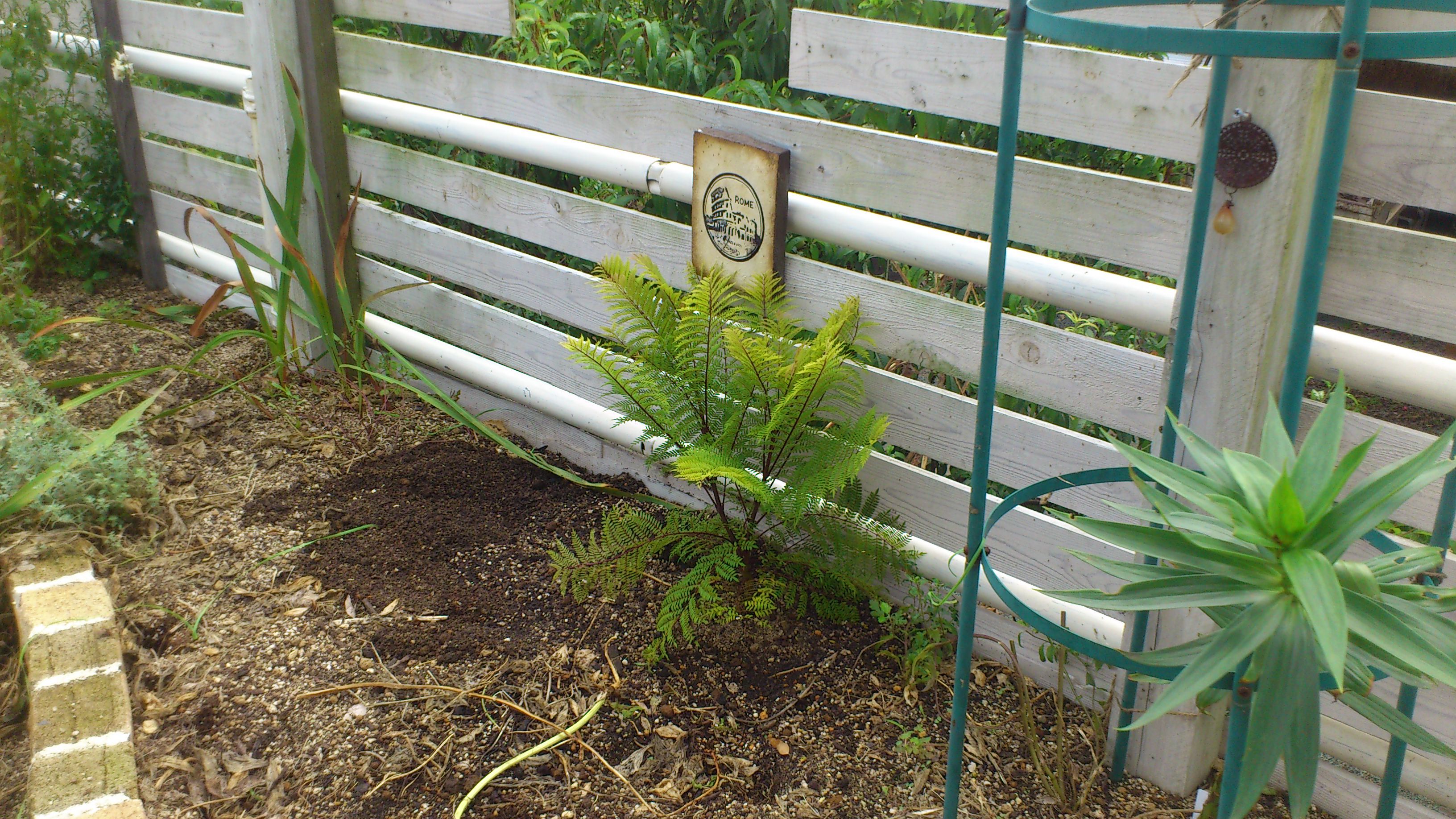 ジャカランダ植え付け あたちのブログ 楽天ブログ