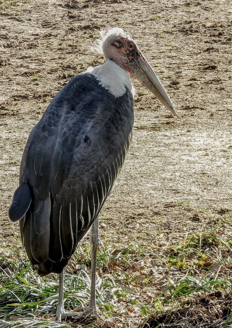 ハゲタカとハゲワシの違い 私設見逃してもいい動物園 楽天ブログ