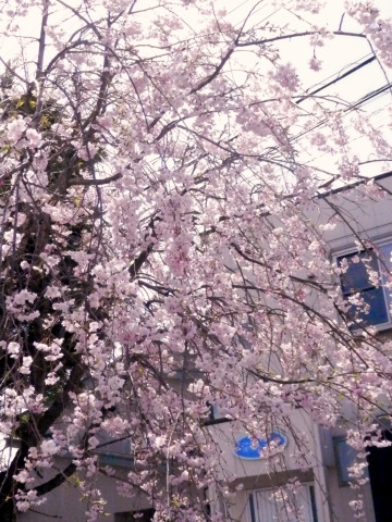 枝垂れ桜　4.9　2　2015