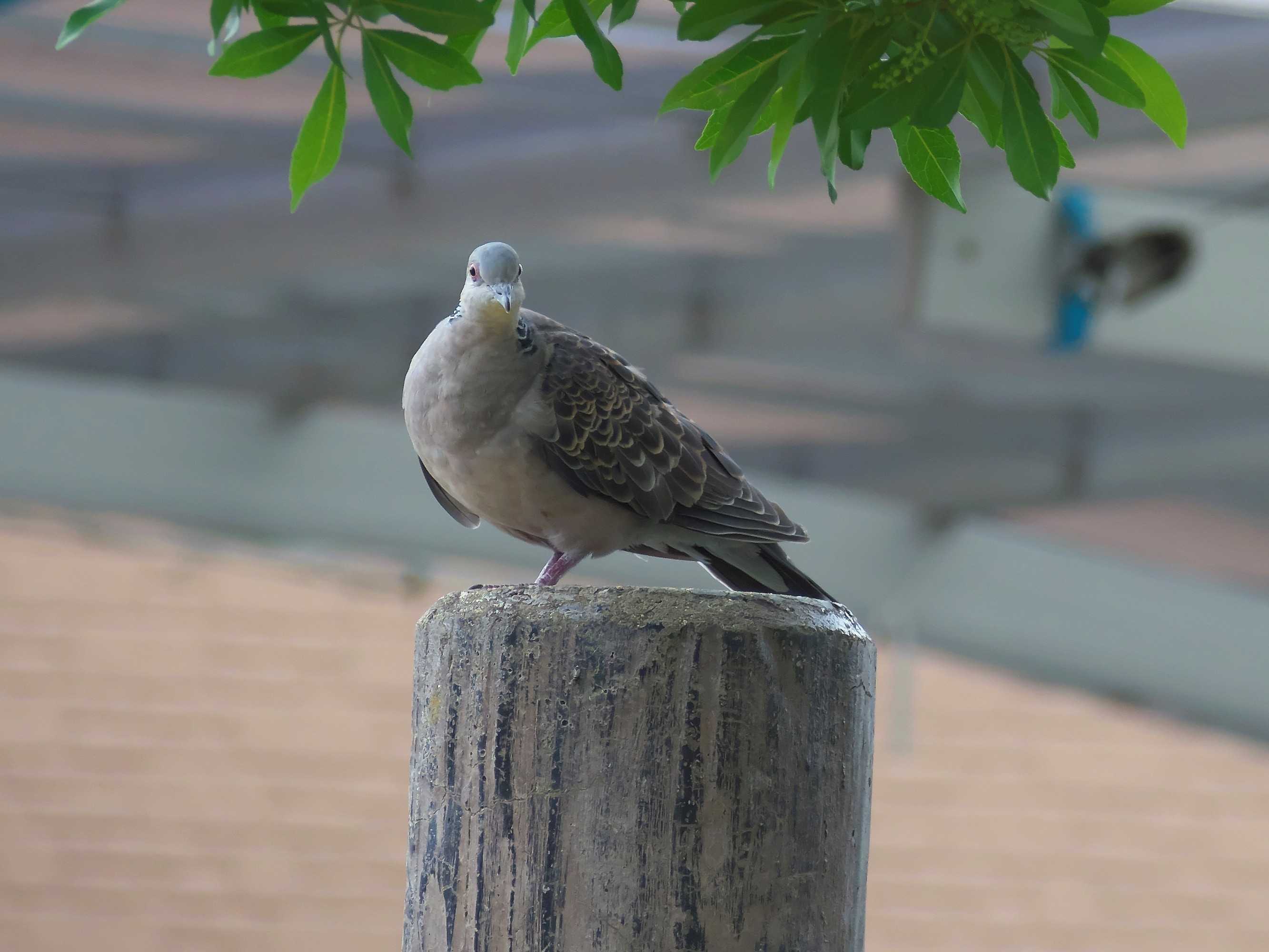 鳩を撮ってみた ぶらぶら撮影記 楽天ブログ