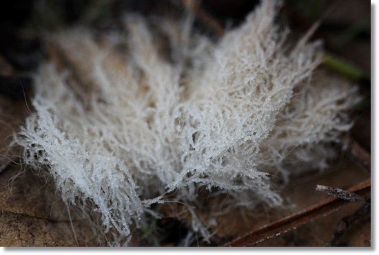 大野湊緑地公園-28 犬の毛 15.1.21