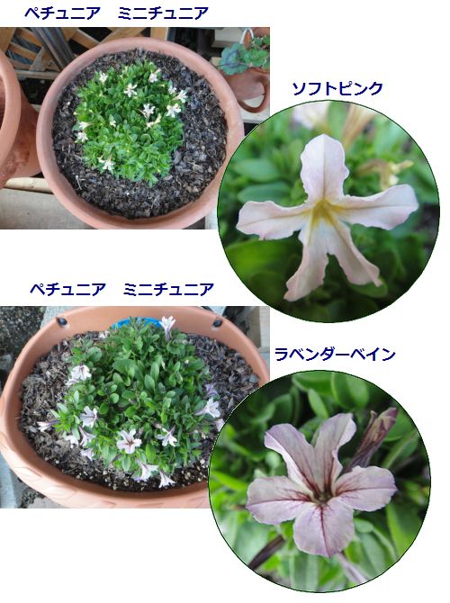 とても小さなペチュニア