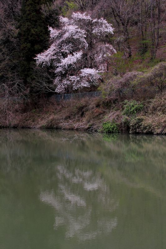 能勢黒川_008山桜.jpg