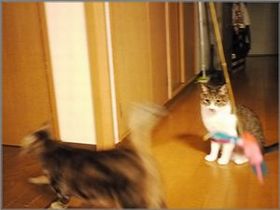 むぎばしり