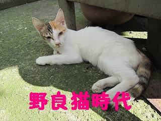 野良猫時代