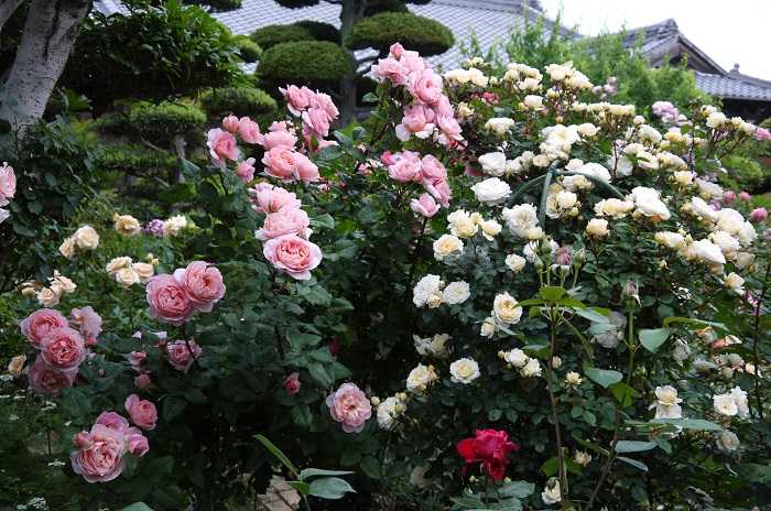 ローブアラフランセーズ、マルクアントンシャルポンティエ、フランシスブレイズ、この眺めがいい～(*^^)v | バラの香る庭へようこそ～ - 楽天ブログ