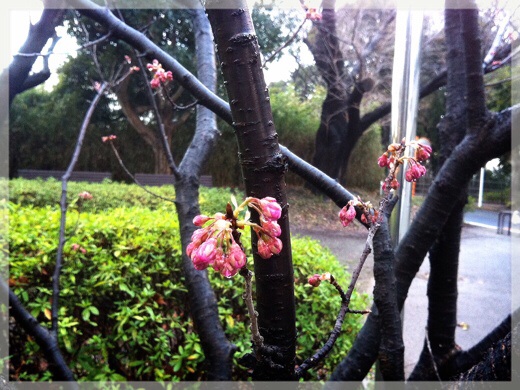 岡村公園の寒桜