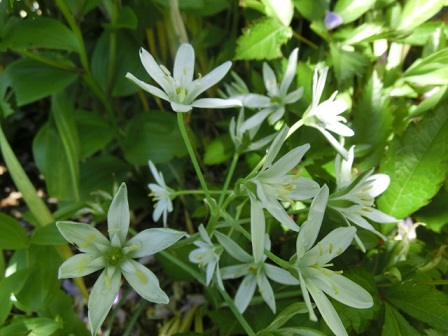 オーニソガラム