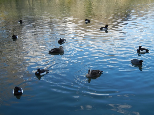 三ツ池公園にて