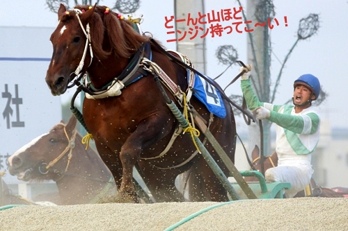 ばんえい競馬