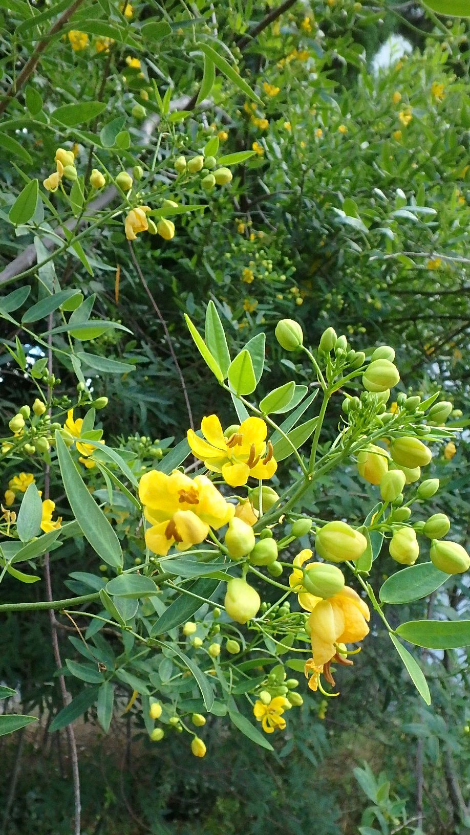 アンデスの乙女 ハナセンナ とエビスグサ 楽天版じぶん更新日記 楽天ブログ