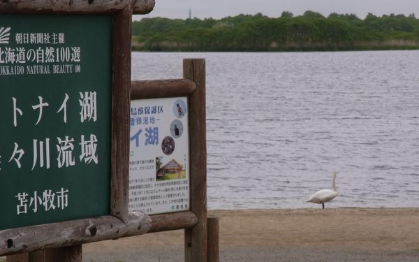 ウトナイ湖居残った白鳥.jpg