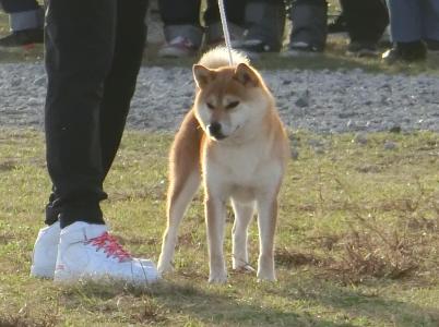 展覧会・日本犬保存会 ] | 柴楽日記 - 楽天ブログ