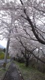 sakura2