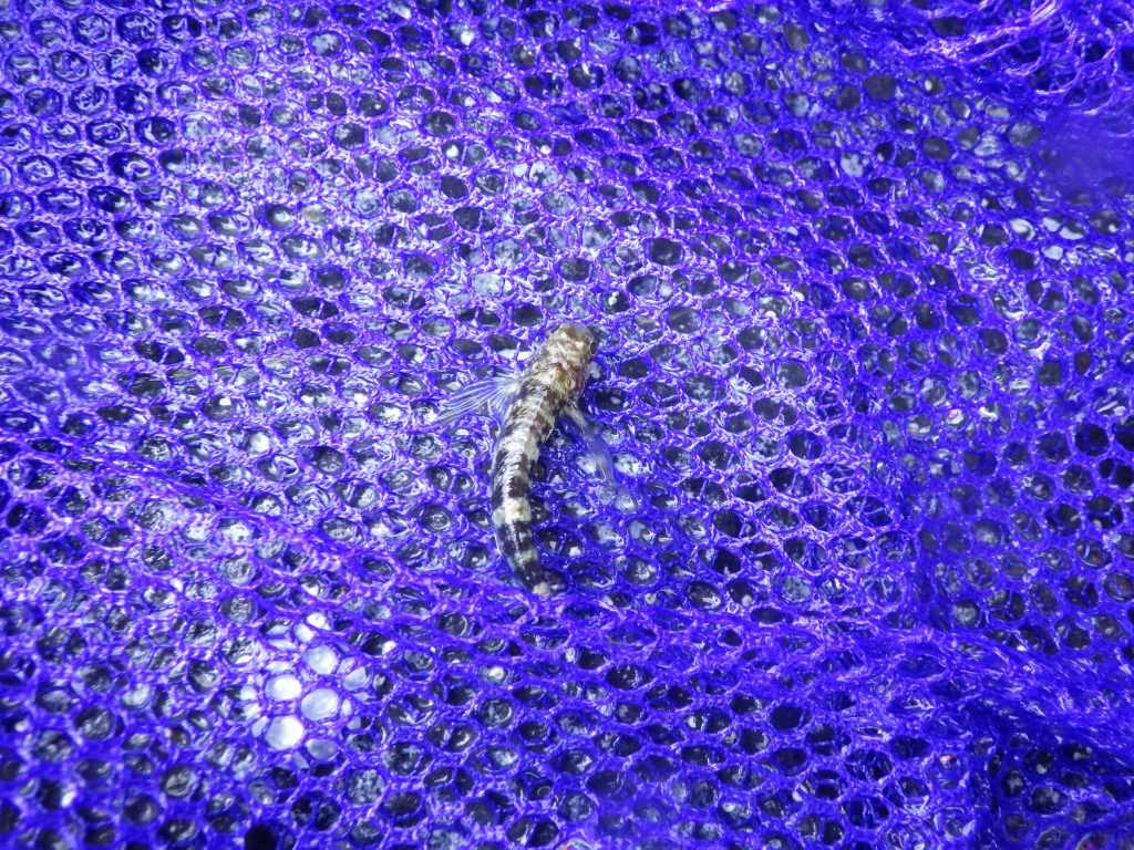 串本磯採集2023年7月下旬54　ヘビギンポ（Enneapterygius etheostoma）