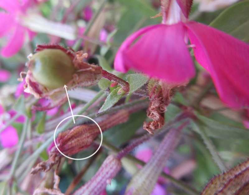 シレネピンクパンサーの種の採り方♪ギリア2種類が美しい | ☆狭い庭を 