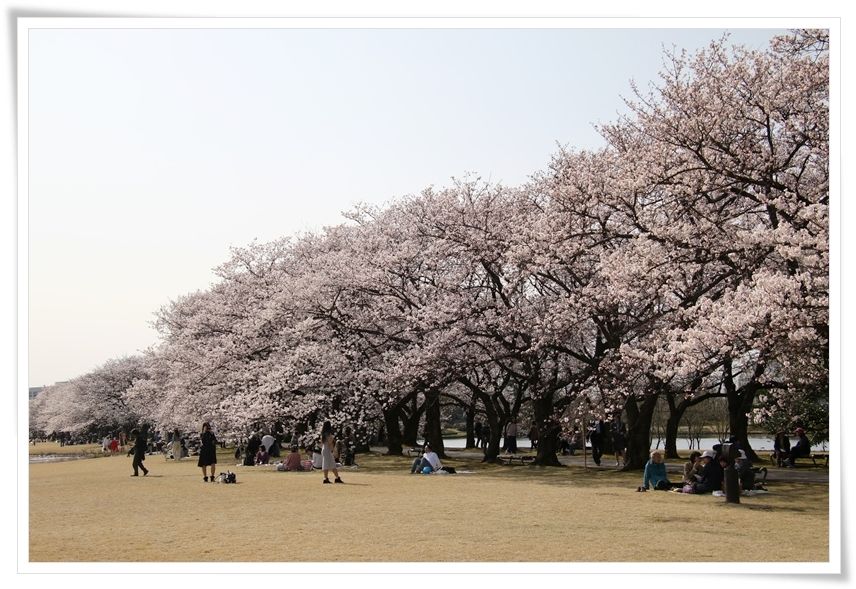 彦根生活2日目 桜をもとめて 19 6 富山県中央植物園 Part 5 4 6 猫の瞳は宝石 楽天ブログ