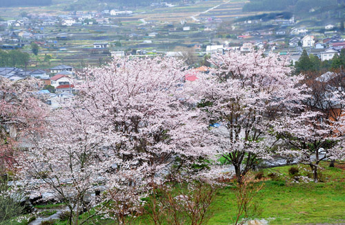 桜４