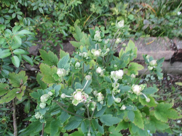 IMG_9641ss.jpg