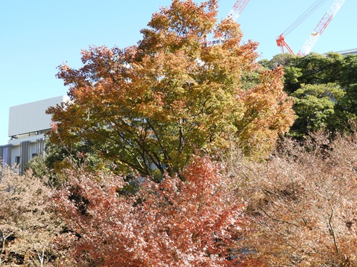 旧芝離宮恩賜庭園