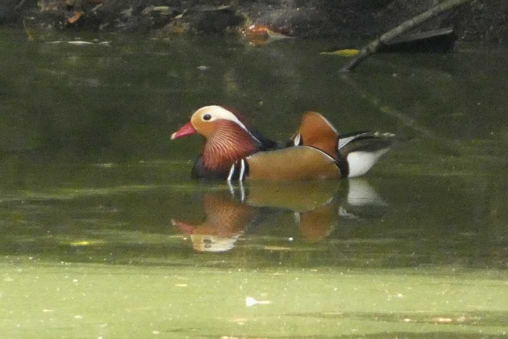 515