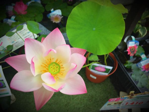 rblog-20160801135424-00.jpg
