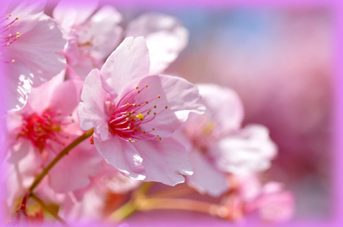 桜４