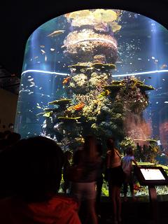 P1110637水族館８.jpg
