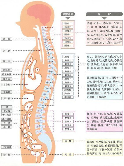 背骨　カイロプラティック