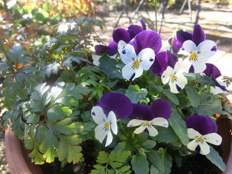 ビオラ寄せ植え