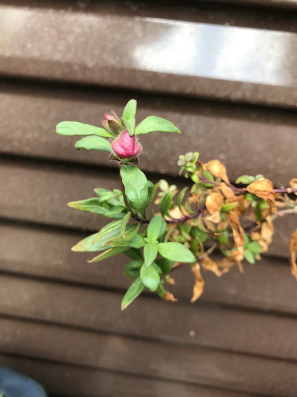 rblog-20180408160445-05.jpg