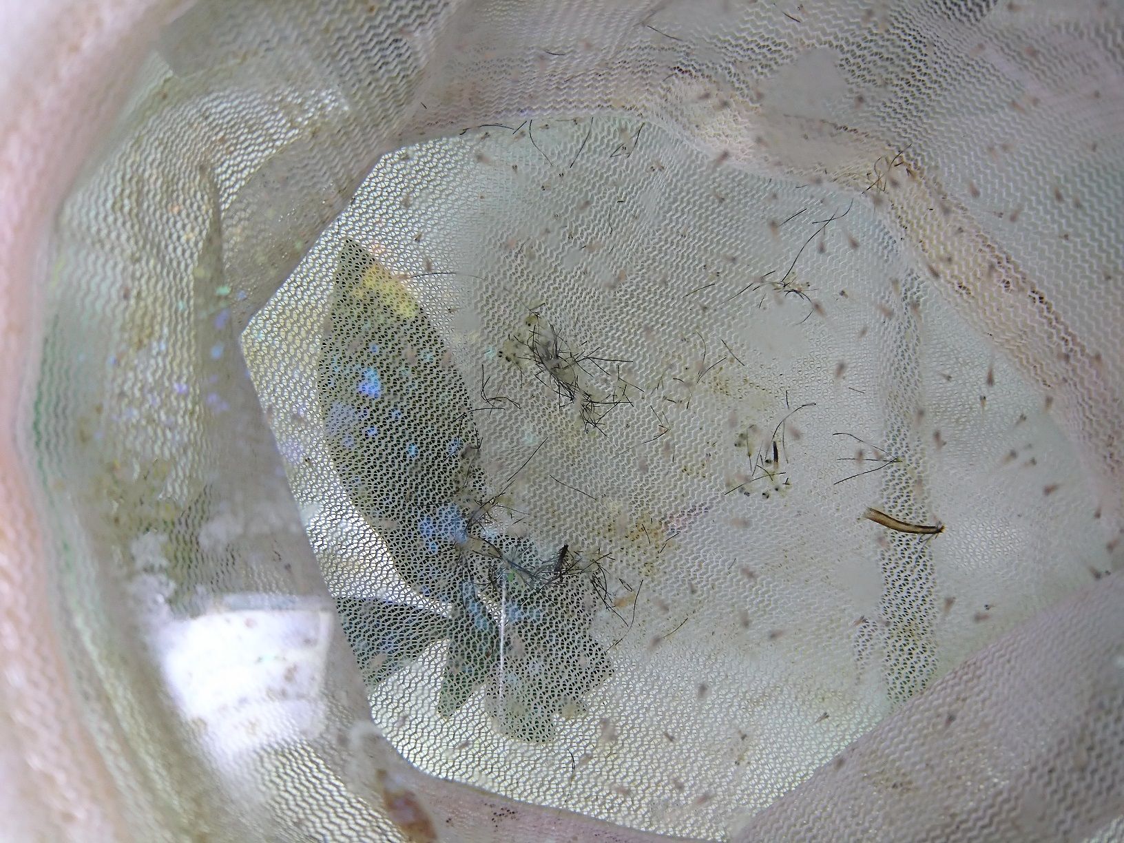 孵化して１週間の白メダカの稚魚達は隔離用ネットの中です 金魚とメダカの飼育日記 楽天ブログ