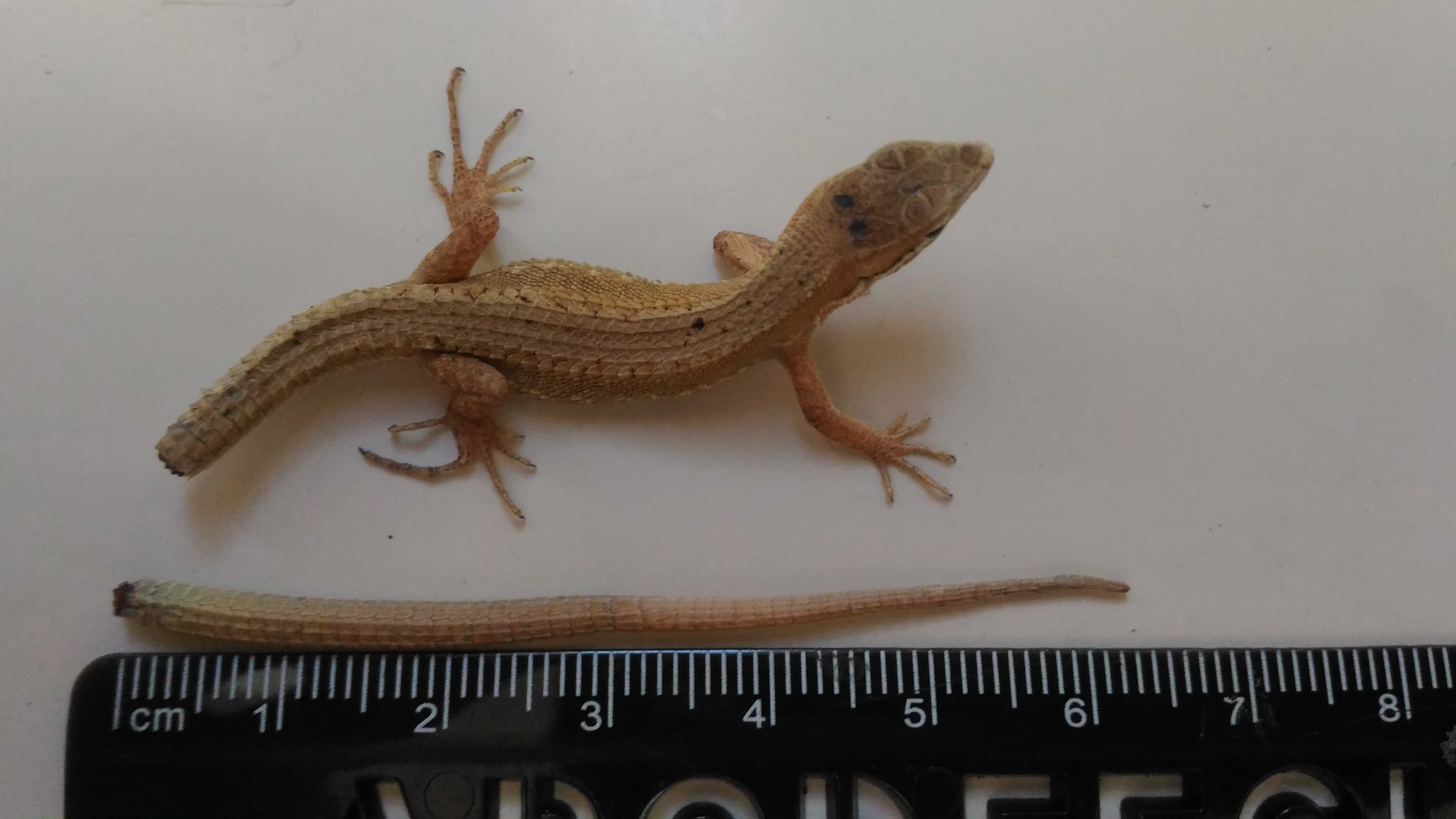 カナヘビの尻尾 楽天blog ｓｑｕｉｄ スクイド 楽天ブログ