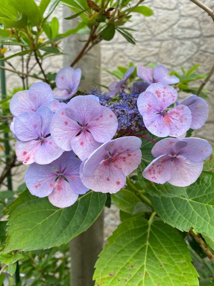 紫陽花がきれい ウンとかスンとか Mamatamの日記 楽天ブログ