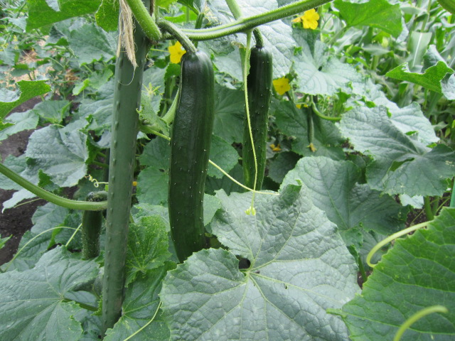 20120617きゅうり.jpg